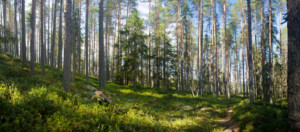 Panoramic view of Ruunaa Finland